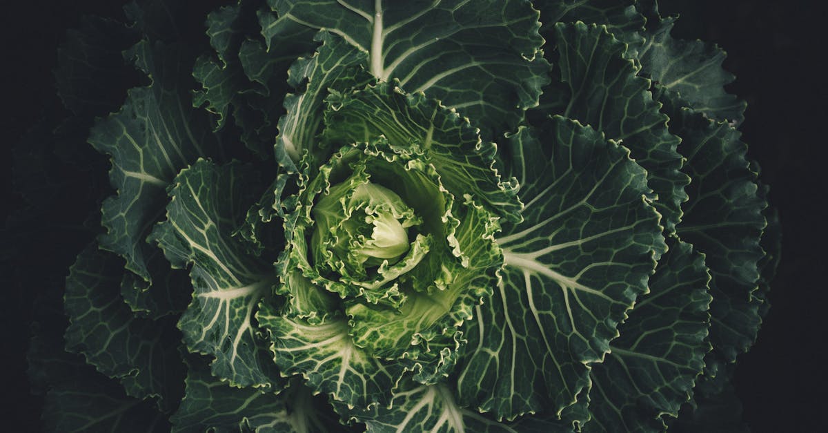 How to fold cabbage leaves for cooking? - Green Leafed Plant