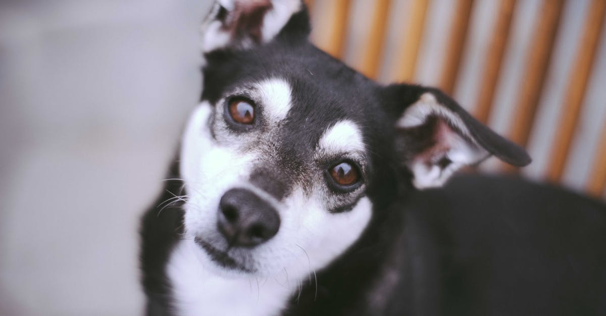 How to get a smooth paste from ground chickpeas? - From above adorable black smooth haired dog with white muzzle sitting on asphalt ground and looking at camera attentively