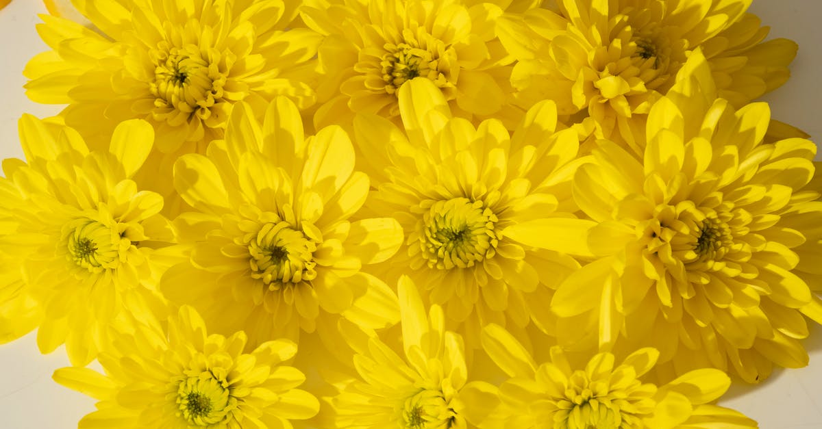 How to get rid of the smell from the fridge? [closed] - From above closeup of bright yellow chrysanthemum flowers composed in lush bouquet in daylight