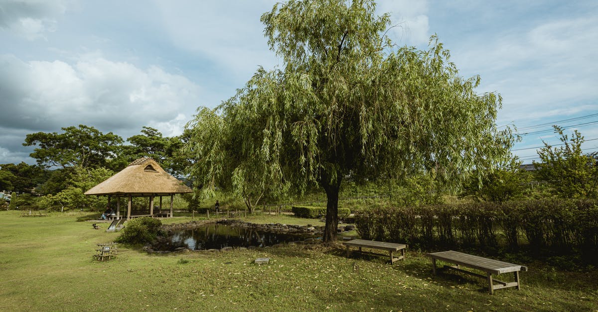 How to grill without an actual grill - Green Trees Near Brown Wooden House Under Blue Sky