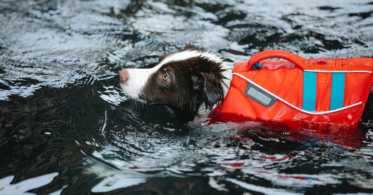 How to handle mango puree going stale in mousse - Adorable dog in life jacket swimming in water