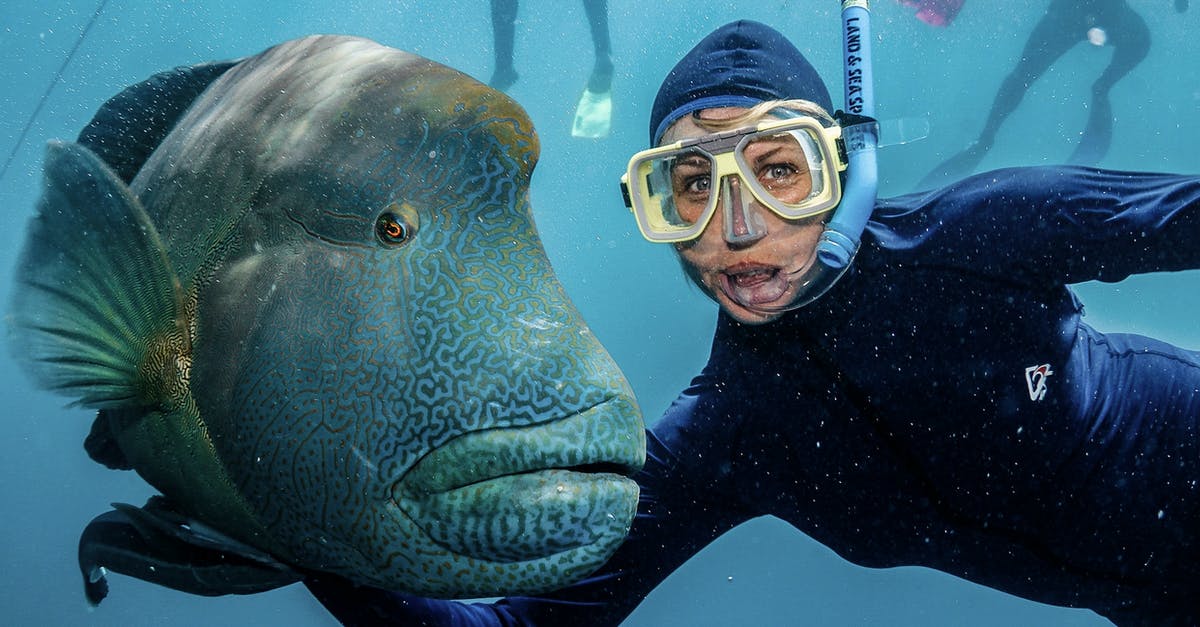 How to increase the protein content in fish balls? - Content female traveler in diving suit and goggles embracing exotic fish while swimming under pure water and looking at camera