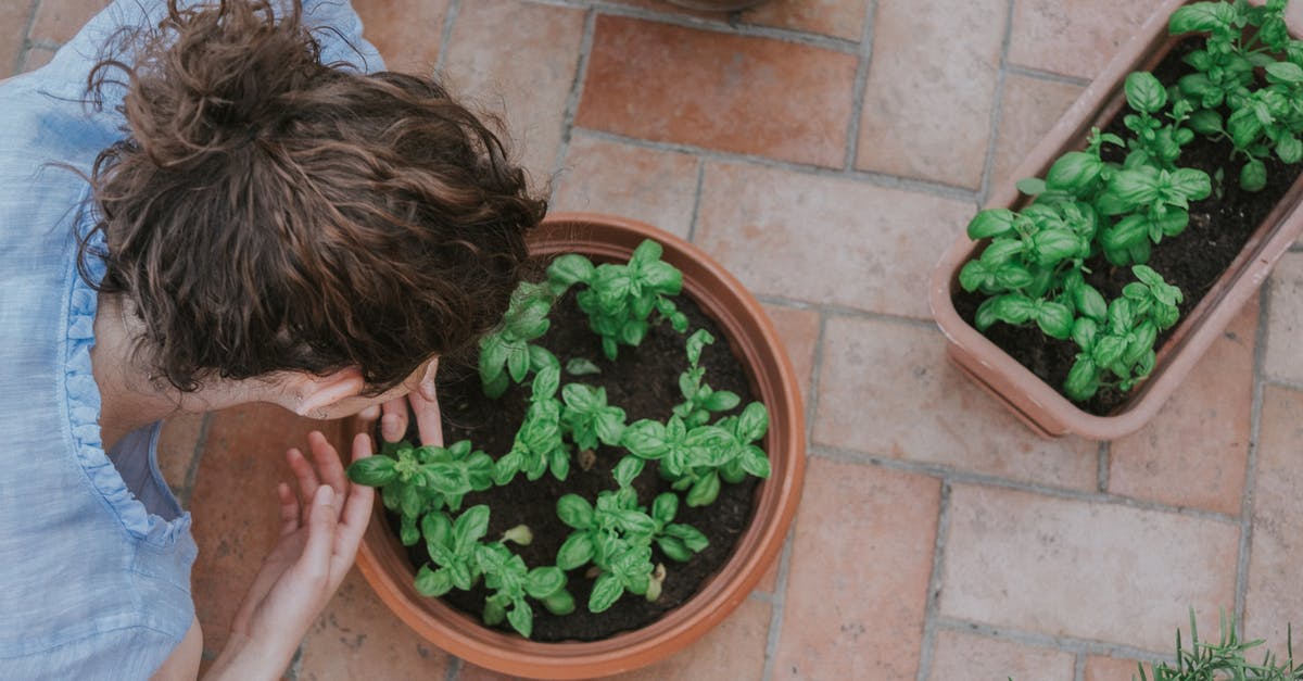 How to keep basil leaves from turning black? [duplicate] - Person Holding Green Plant on Brown Pot