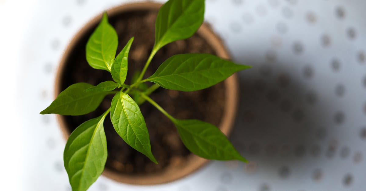 How to keep basil leaves from turning black? [duplicate] - Selective Photography of Green Leaf Plant in Brown Pot