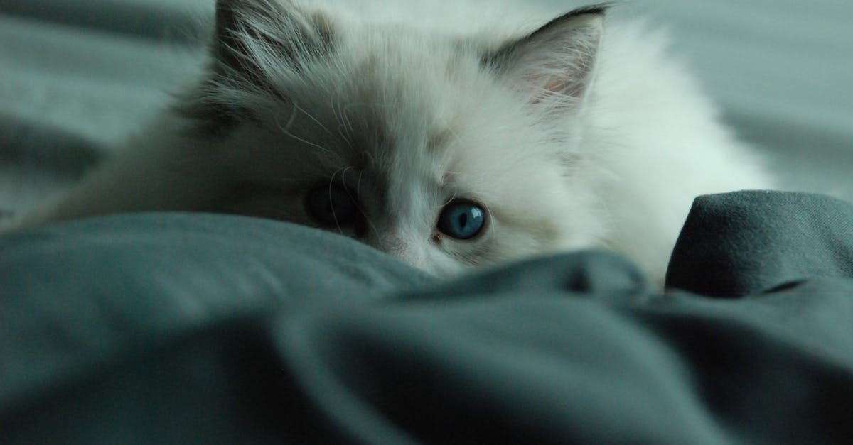 How to keep dust and cat hair off cast iron pans? - White Cat on Blue Textile