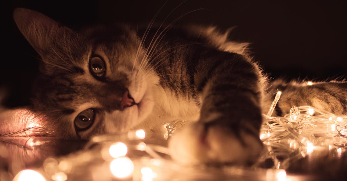 How to keep dust and cat hair off cast iron pans? - Gray Tabby Cat Lying on White String Lights