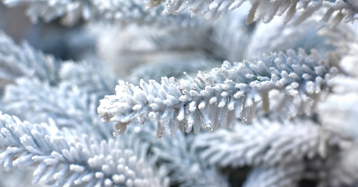 How to keep frozen beans soft? - White Christmas tree with glitter during festive event