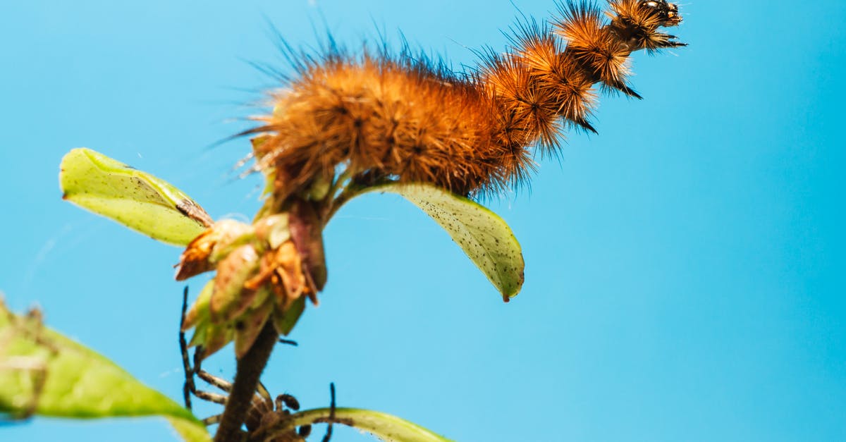 How to keep insects away - Free stock photo of animal, animal antenna, animal wing