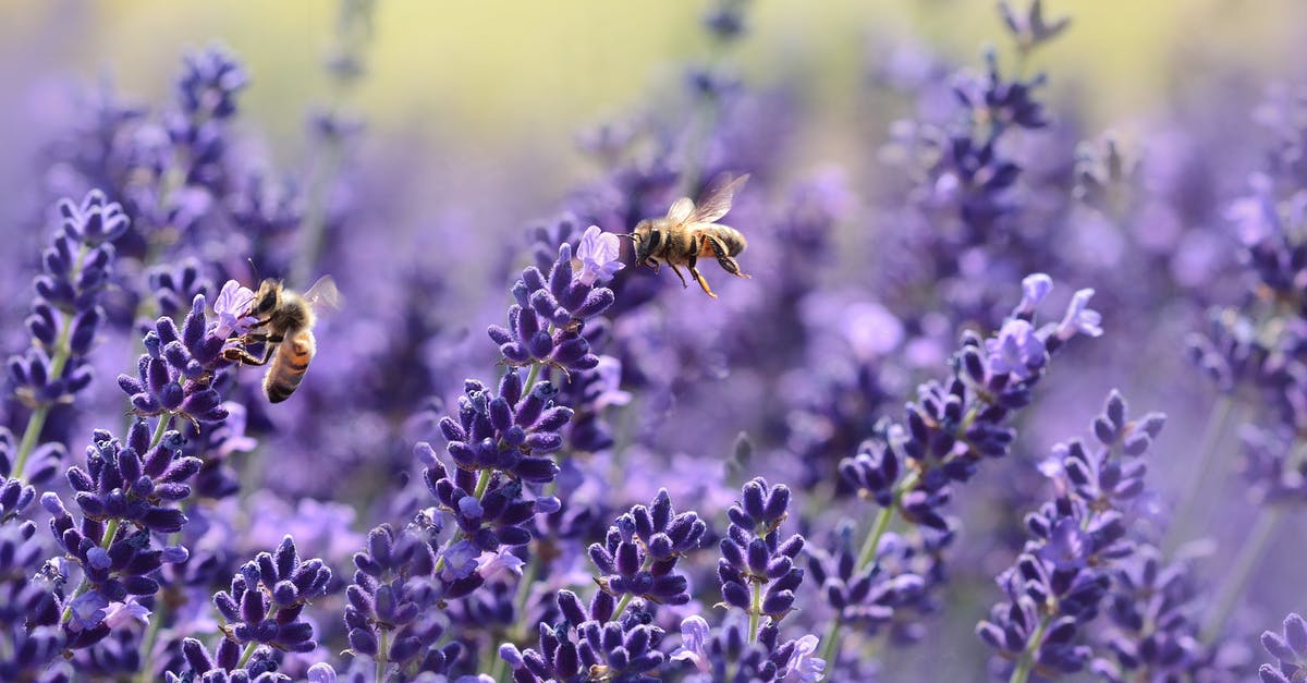 How to keep insects away - Bees on Purple Flower