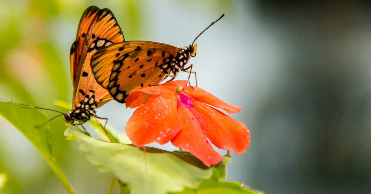 How to keep insects away - Yellow and Black Butterfly on Orange Flower