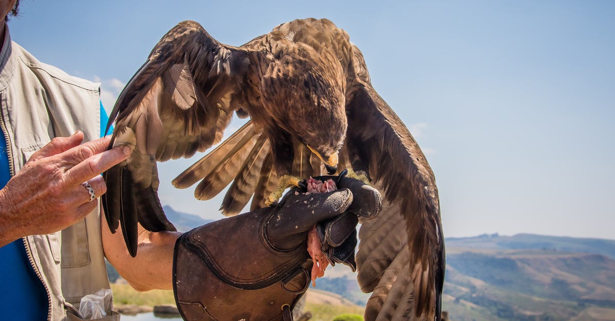 How to keep wild turkey meat moist - Brown Bird