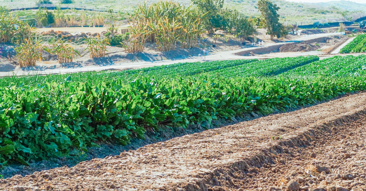 How to know when spinach has gone bad? - Spinach on Cropland