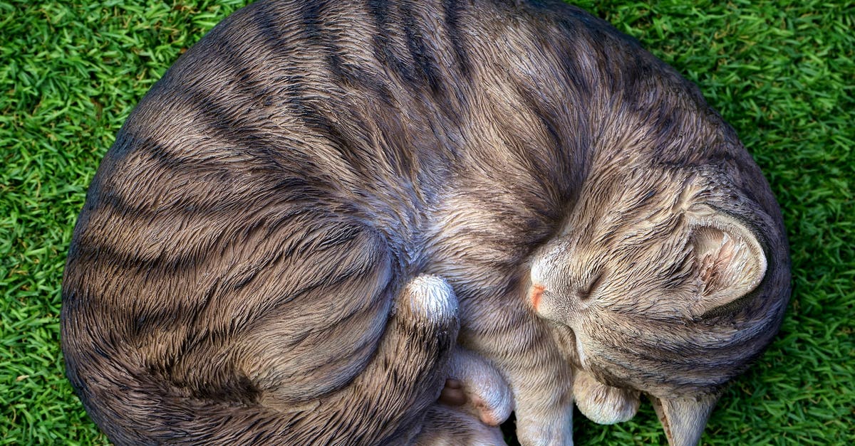 How to make fluffy Appam without Sweet? - Cat Lying on Green Grass