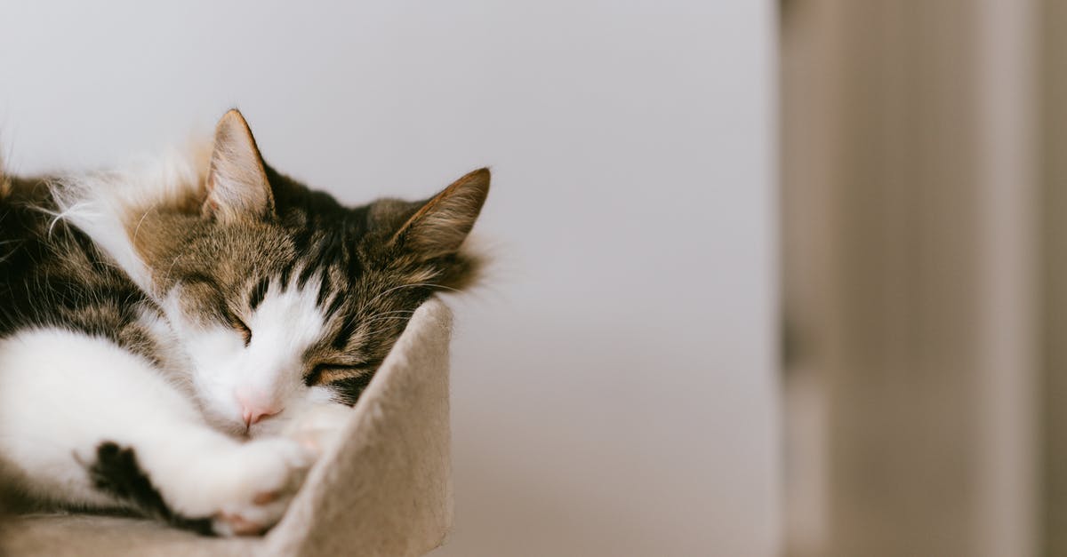 How to make fluffy Appam without Sweet? - Adorable fluffy cat with closed eyes resting on cozy tower in house in daylight