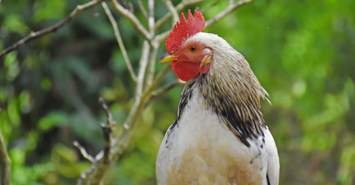 How to make Lebanese chicken wings - Close-up Photo of White Rooster