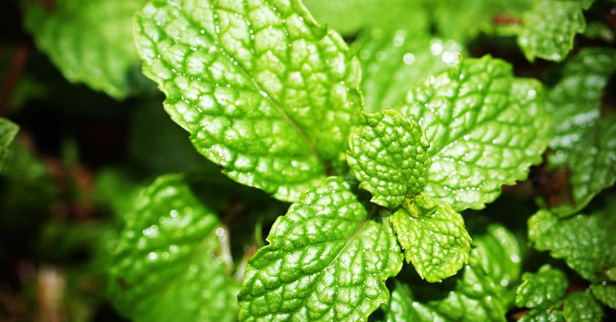 How to make Menthol crystal from mint leaves? [duplicate] - Green Mint Photo