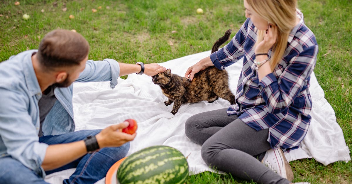 How to make XXL Watermelon Jell-O Shots without falling apart? - A Couple Petting a Cat