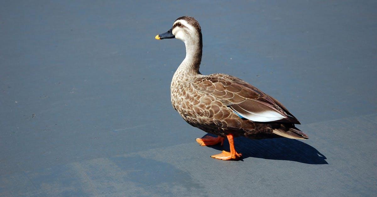 How to organize Goose and Duck for a Dinner? - Brown Duck on Blue Water
