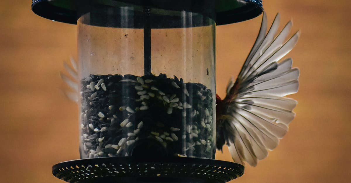 How to pick avocadoes with small seeds? - Bird eating seeds from bird feeder