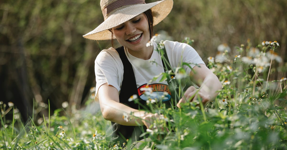 How to pick avocadoes with small seeds? - Cheerful female in headwear picking fresh small flowers on green stem while standing in nature against trees on blurred background