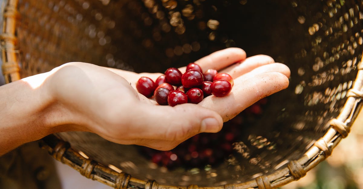 How to pick ripe plantains for maduros? - From above crop anonymous male demonstrating red fragrant coffee cherries above wicker basket while harvesting season in sunny plantation