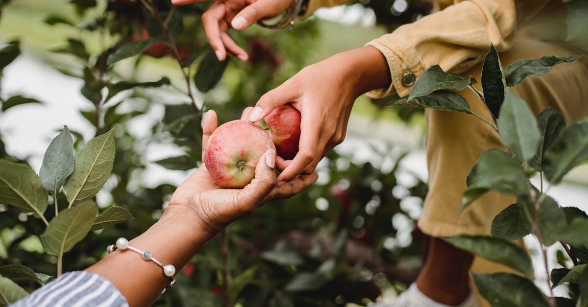 How to pick ripe plantains for maduros? - Crop anonymous ethnic female gardeners picking sweet fresh apples from tree on farmland in daylight