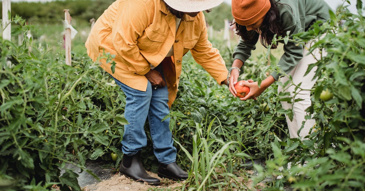 How to pick ripe plantains for maduros? - Side view of unrecognizable ethnic female gardeners in casual clothes and hats harvesting ripe vegetables in green plantation