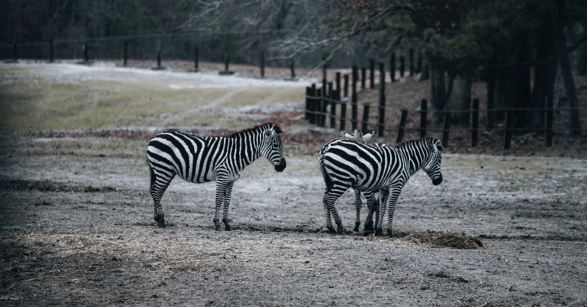 How to preserve coated popcorn? - Zebras grazing in pasture in reserve