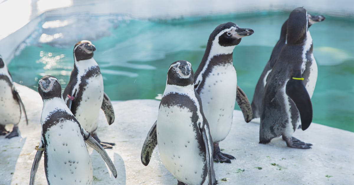 How to preserve custard apple? - Colony of wild cute penguins gathering on snowy shore near cold seawater in daylight in sanctuary or natural habitat