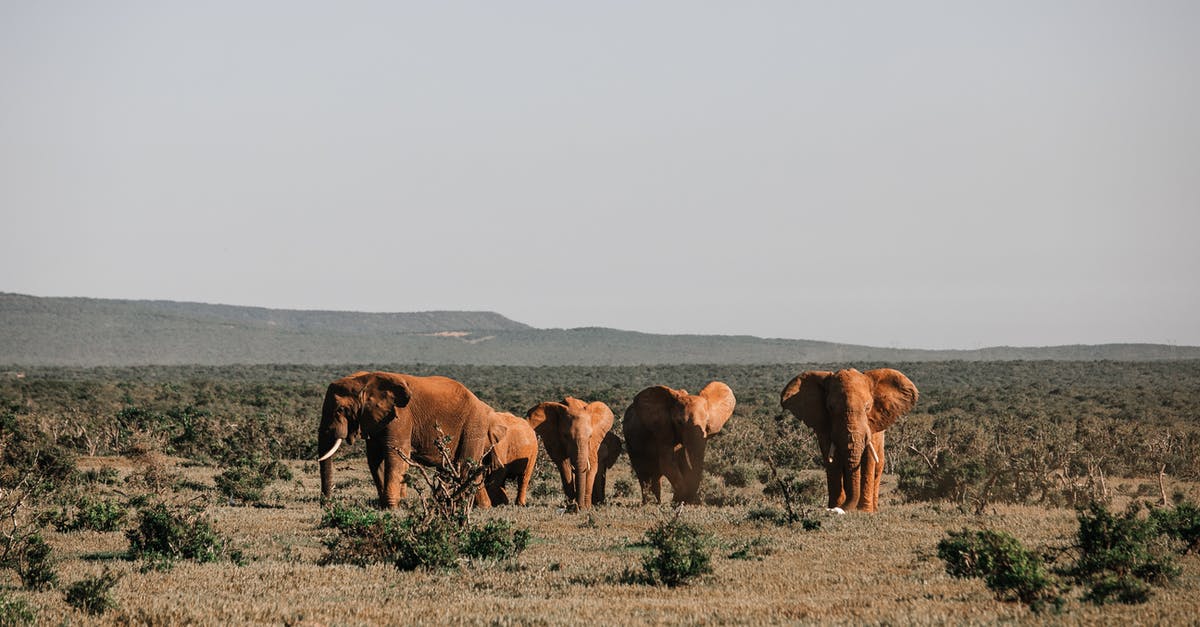 How to preserve ground spices? [duplicate] - Elephants walking on dry terrain