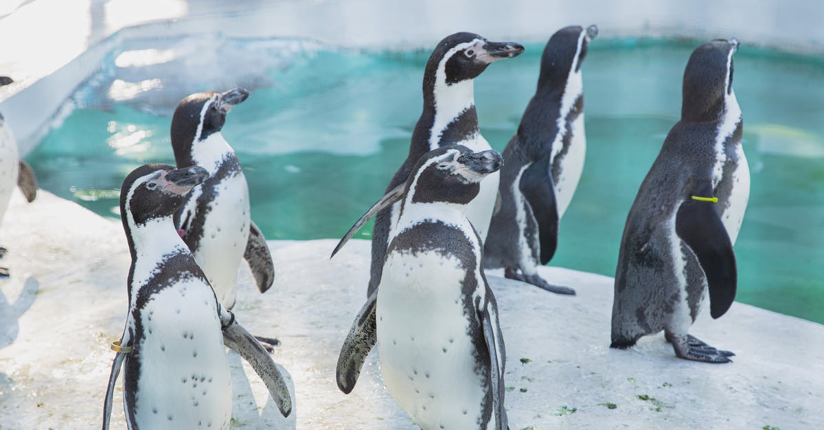 How to preserve ground spices? [duplicate] - Colony of cute penguins gathering near water