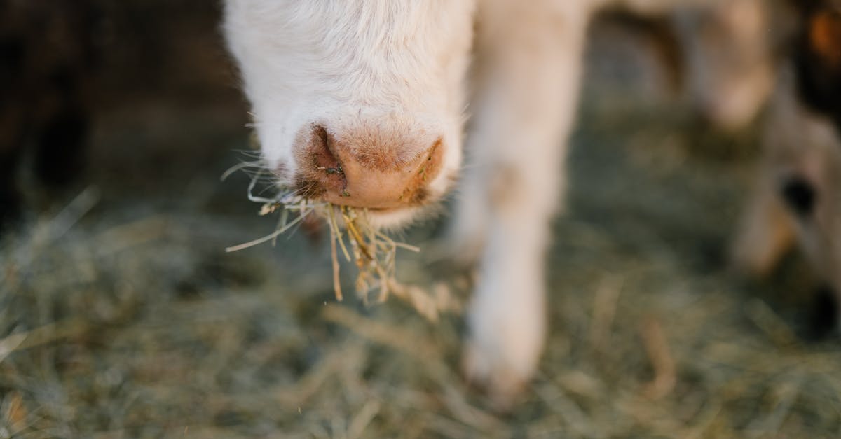 How to prevent runny nose when eating spicy foods? [closed] - Cow nose with grass in mouth