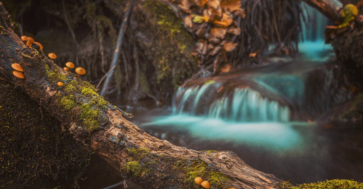 How to properly sauté mushrooms so that they don't release water? - Mushroom On Brown Tree Log