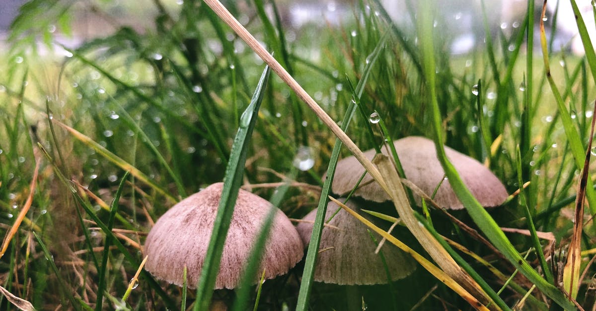 How to properly sauté mushrooms so that they don't release water? - Three Brown Buttom Mushrooms Beside Grasses