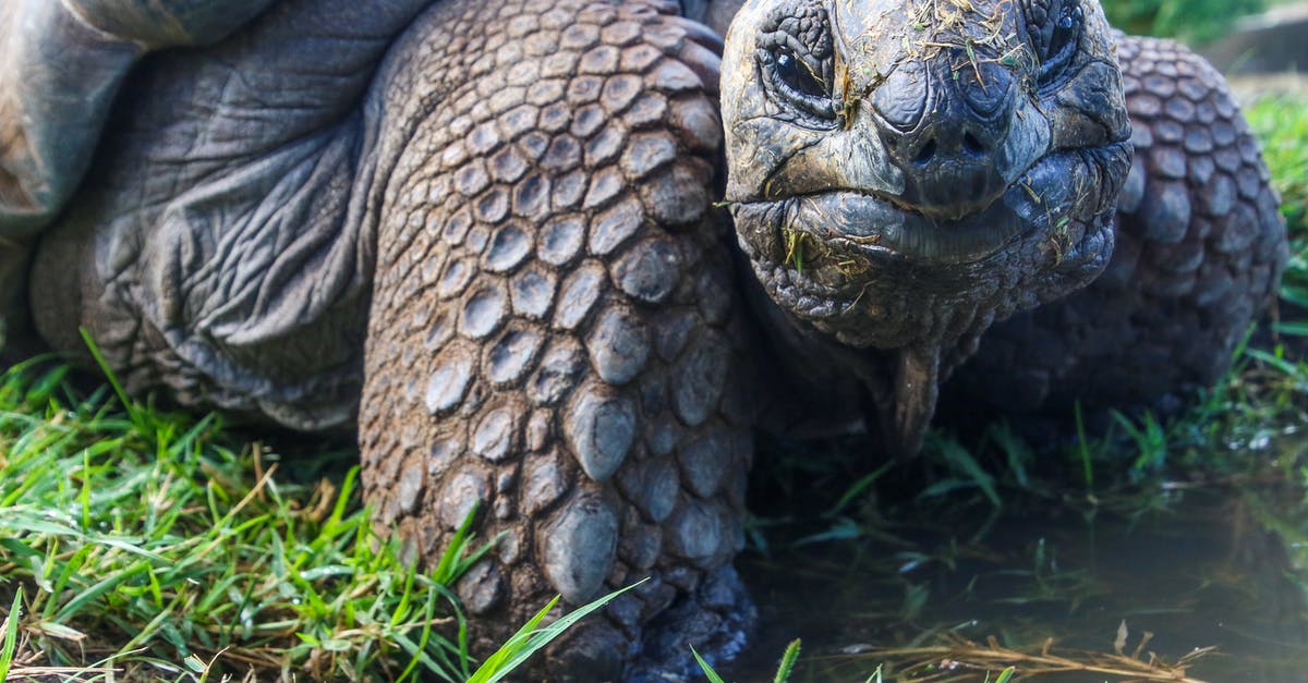 How to properly slow cook lamb's head? - Closeup Photo of Galapagos Tortoise