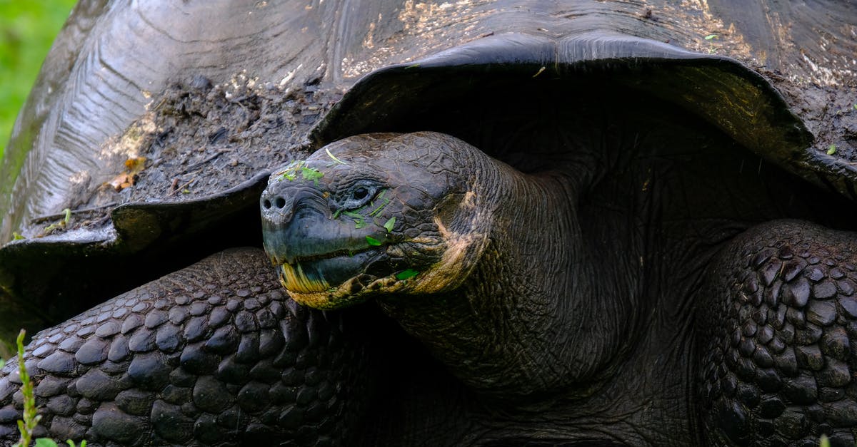 How to properly slow cook lamb's head? - Black Tortoise In Close-up Photography