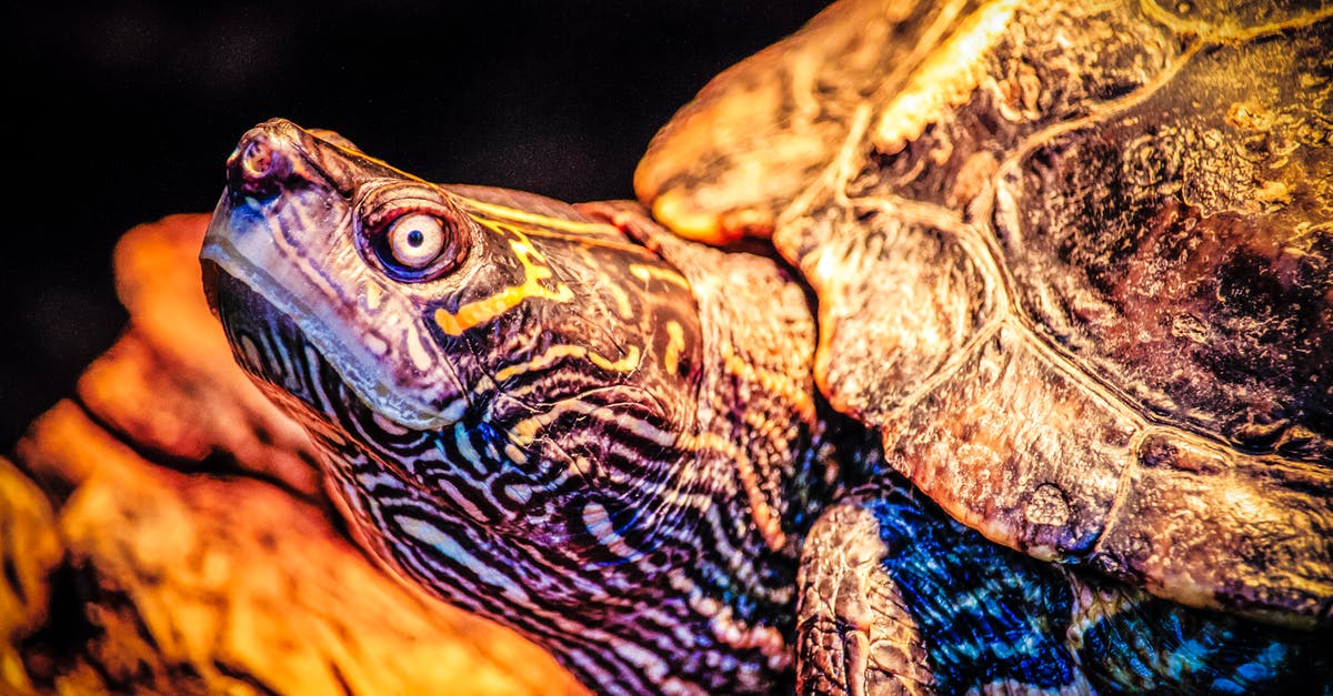 How to properly slow cook lamb's head? - Closeup Photo of Turtle