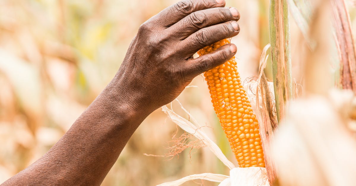 How to protect hand skin when preparing food - Person Holding Corn from Its Tree