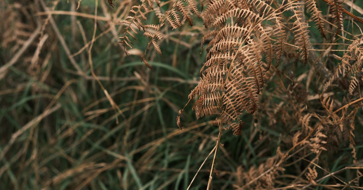 How to quickly soften hard, dried out brown sugar - Brown Plant in Close Up Photography