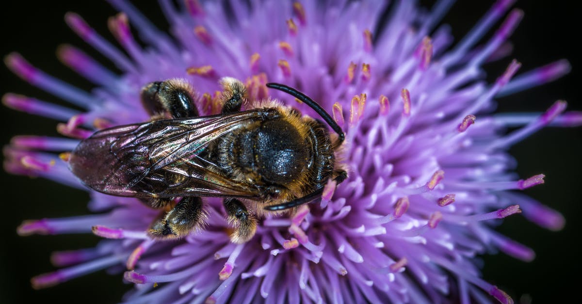 How to remove every insect from romaine lettuce? - Black and Yellow Honey Bee on Purple Clustered Flower