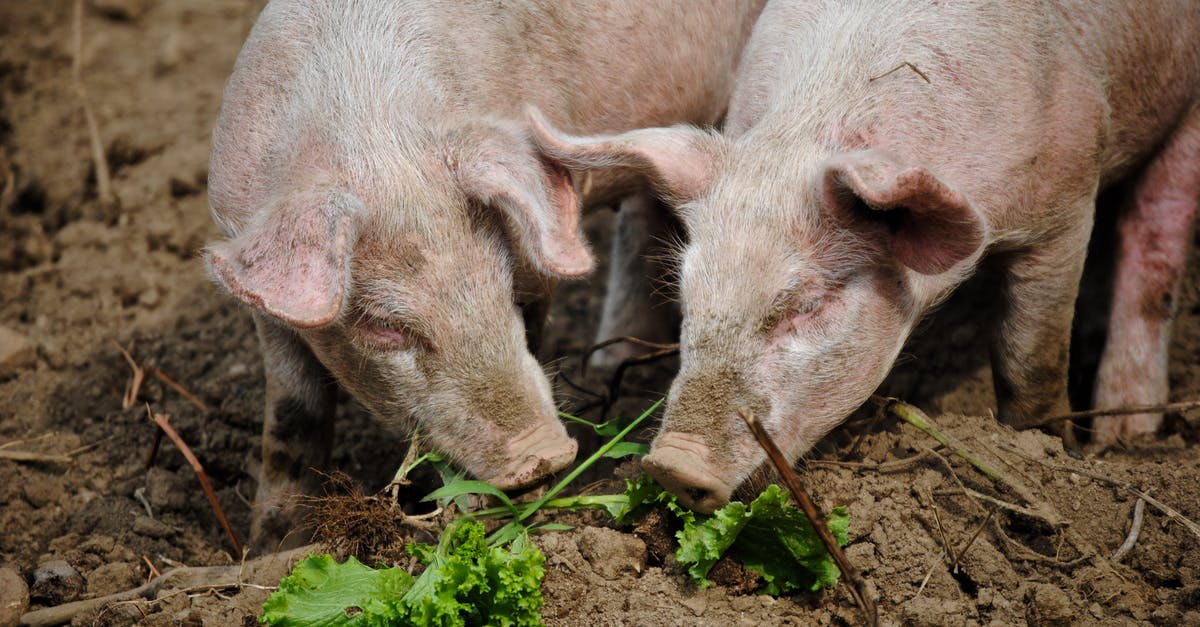 How to remove soil smell from beetroots? - From above of cute pigs sniffing fresh green leaves while grazing in rural area on sunny day