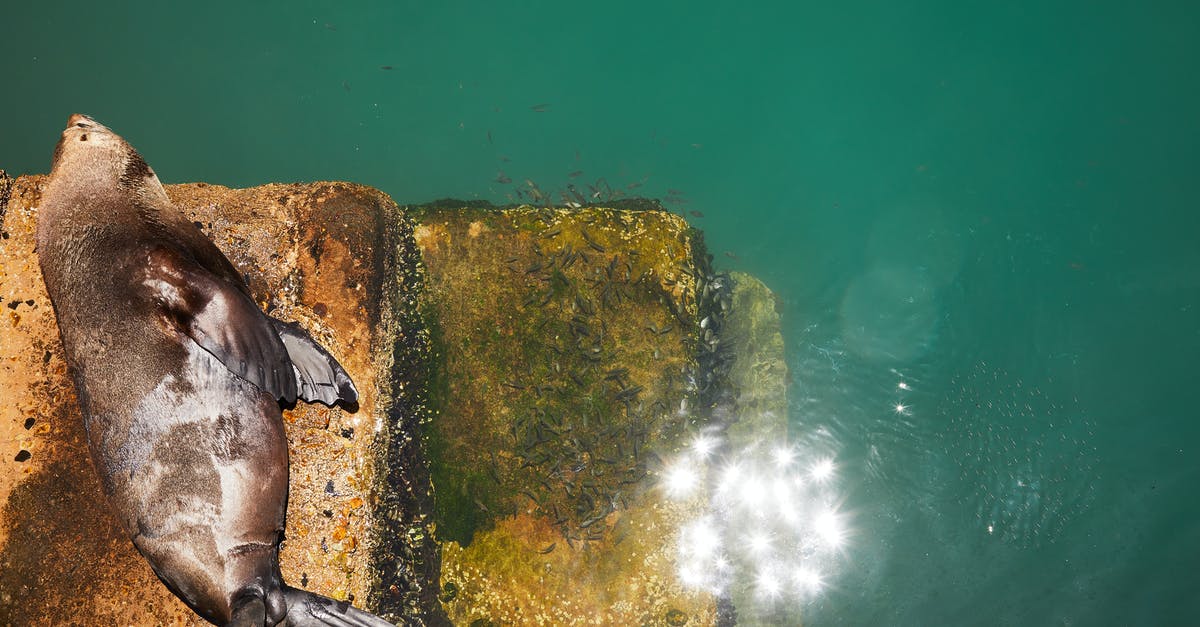 how to seal a pizza stone [duplicate] - Steller sea lion lying on stone surface near sea in sunny day