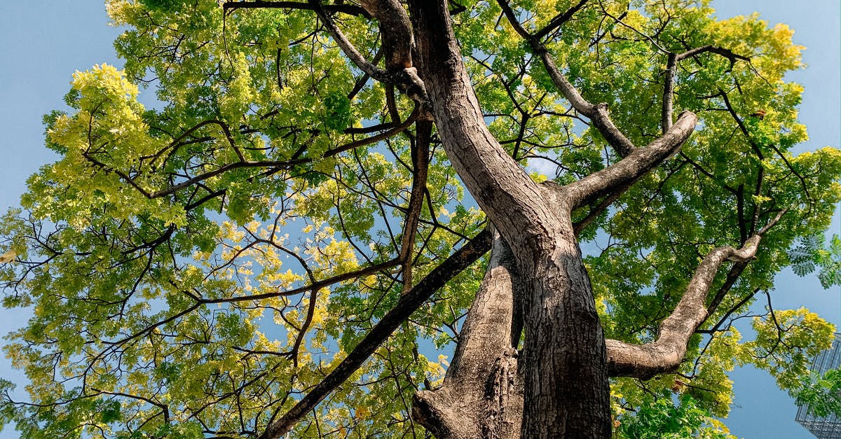 How to season a giant cast iron cider press? - Green Tree Under Blue Sky