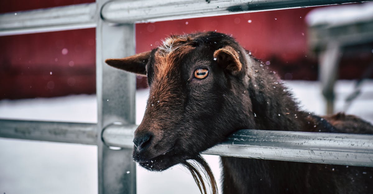 How to season minced/ground goat - Little brown goat with beard in corral standing at metal railing on farm on winter day