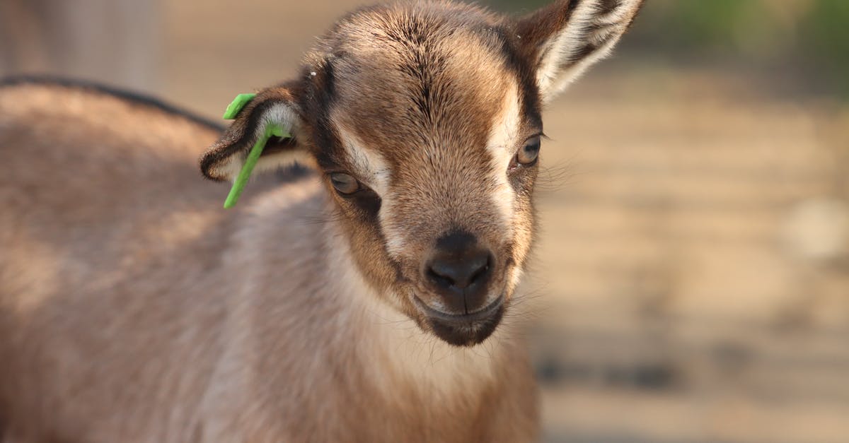 How to season minced/ground goat - Adorable beige goat juvenile with tag on ear looking at camera on summer day on ranch