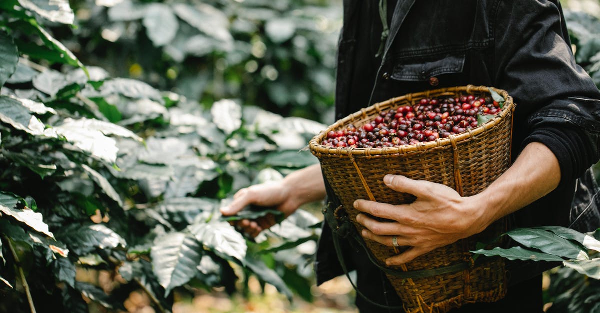 How to season soaking beans - Crop anonymous male standing near branches with leaves while collecting ripe coffee beans in wicker basket during harvesting season in forest