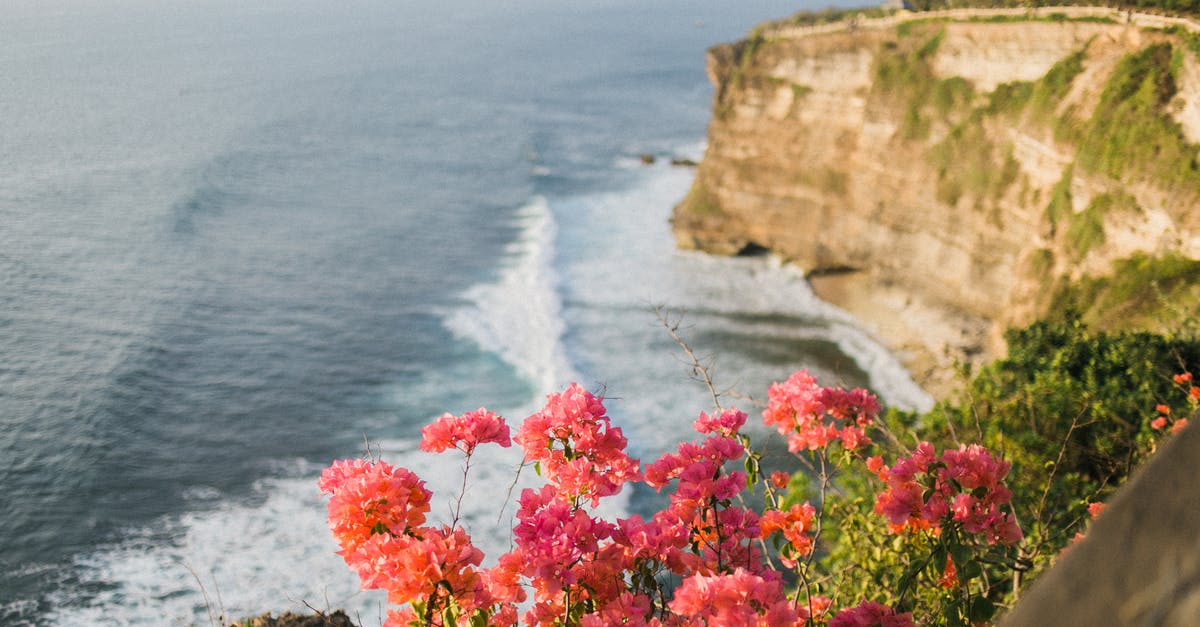 How to steep honeysuckle - Lush greenery and vibrant delicate pink flowers on top of steep rock above wavy endless ocean under clear sky