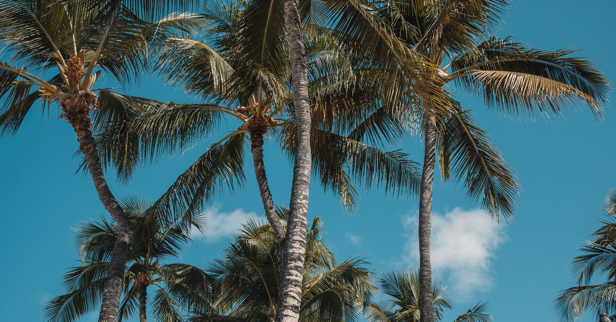 How to substitute unsweetened coconut for sweetened coconut? - Green Palm Tree Under Blue Sky