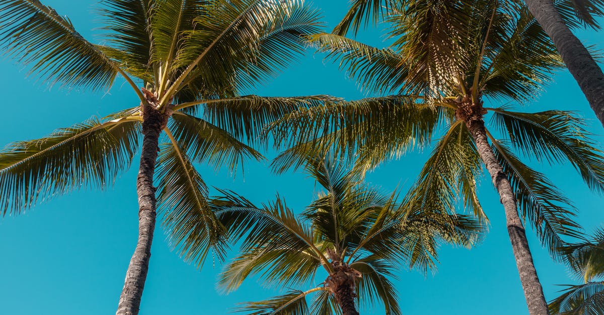 How to substitute unsweetened coconut for sweetened coconut? - Green Palm Tree Under Blue Sky