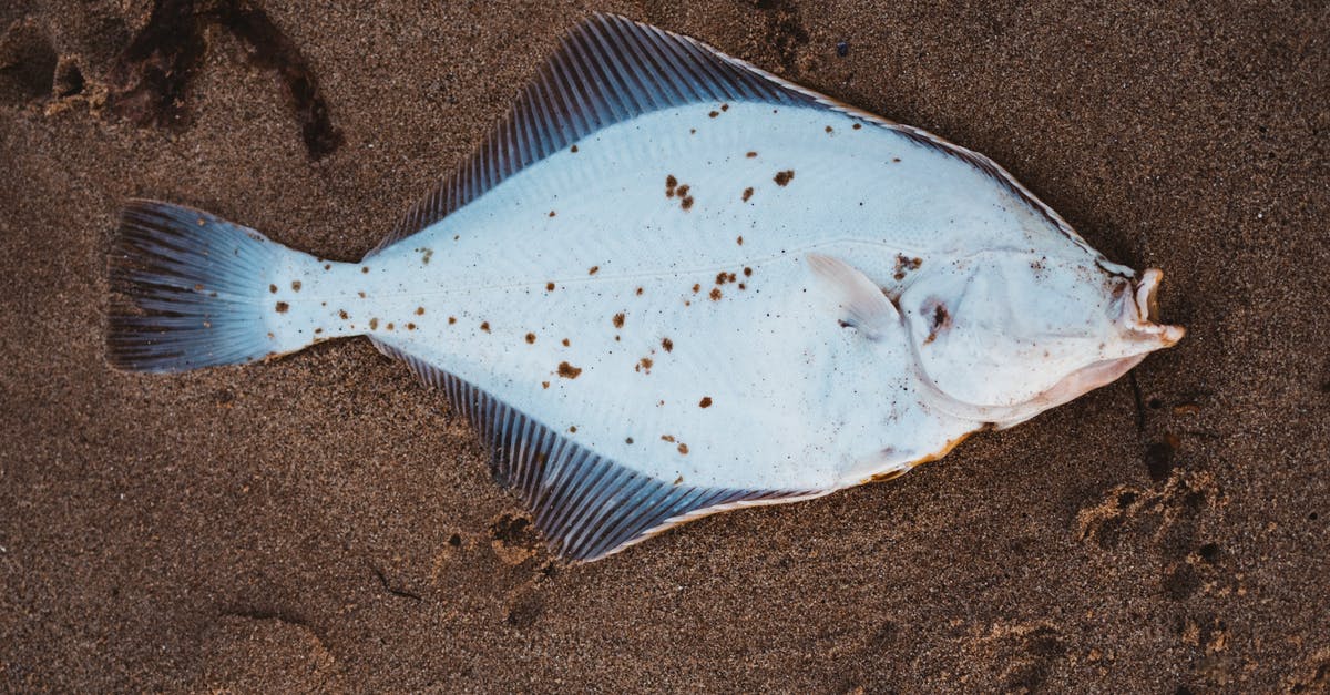 How to tell if fish is subjected to Ciguatera? - Gray and White Fish on Gray Sand